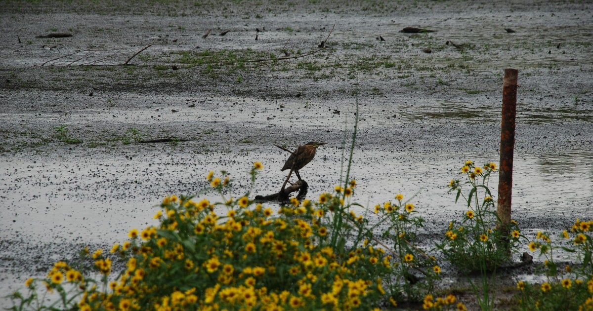 Twilight Thursday At Smith And Bybee Wetlands | Metro